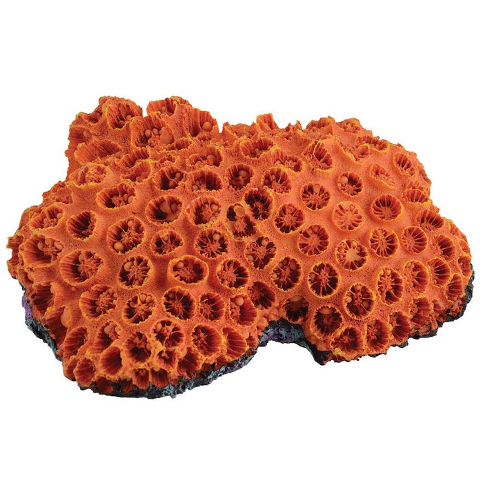 Underwater Treasures Sun Coral