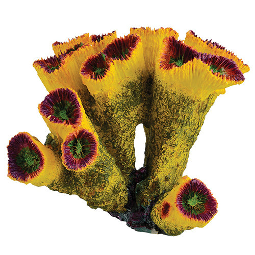 Underwater treasures torch coral - sun.