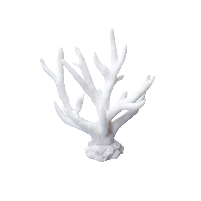 Stag Horn Coral Decoration