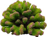 Underwater Treasures Toadstool Coral, Envy (Green and Pink)