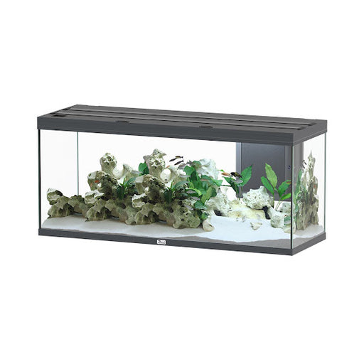 Seapora Standard Aquarium - Breeder - 40 gallons - 36 x 18 x 16